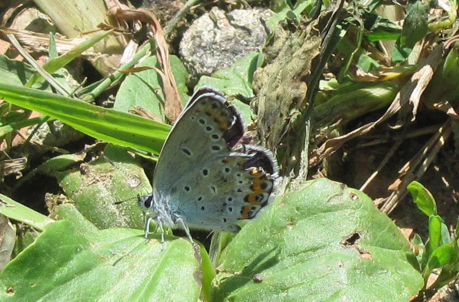 Tre Lycaenidae da ID